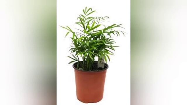 Evo kako da uzgajate palmu sreće ili salonsku palmu ,najomiljeniju sobnu biljku смотреть онлайн