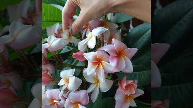О цветении плюмерии #плюмерия#плюмериянаурале#frangipani#франжипани#shorts#plumeria#frangipane