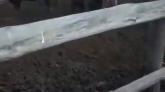 Быки как бизнес. Быки Калмыцкая порода. Быки на откорме. МЭЦ