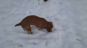 Английский кокер спаниель(Cocker spaniel ) Jini и прогулка возле больницы.