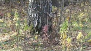 Сколько орешков собрала белка?