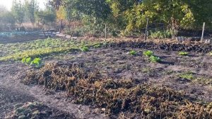 Заморозки чего боится БАТАТ