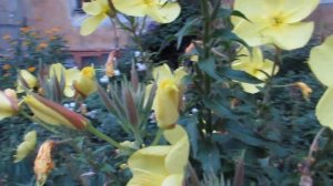 Цветочки раскрываются после захода солнца