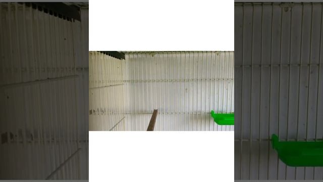 variety of jumbo size lady goldian finches n chicks| albino | java | Owl finch | noorullahbirdsfarm смотреть онлайн