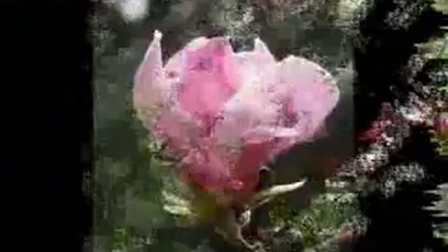 31 МЕЛОДИИ ЦВЕТОВ МАГНОЛИИ смотреть онлайн