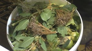 квашенные зеленые помидоры на зиму.