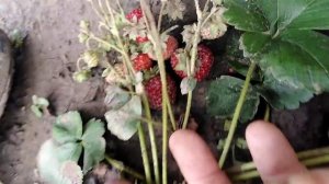 ЧТО ЗА СОРТ КЛУБНИКИ?