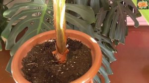 Вашингтония из семян