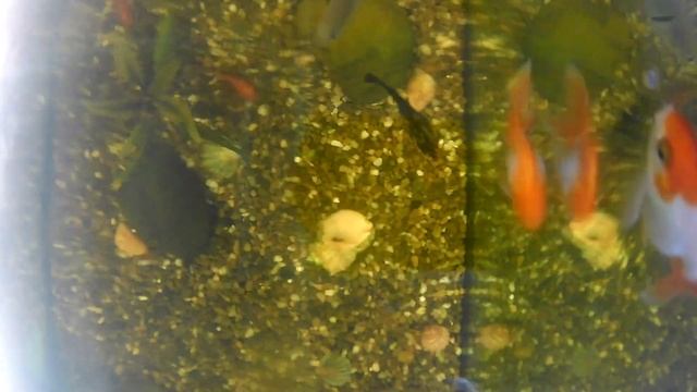 Аквариумная рыбка Телескоп смотреть онлайн