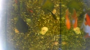 Аквариумная рыбка Телескоп