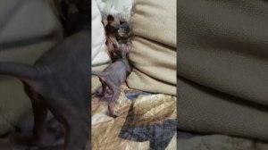 Котята канадского сфинкса 1,5 месяца