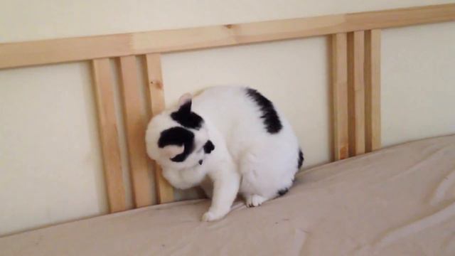 дрыг и прыг