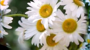 «Только счастья, только счастья чужого не надо мне  »