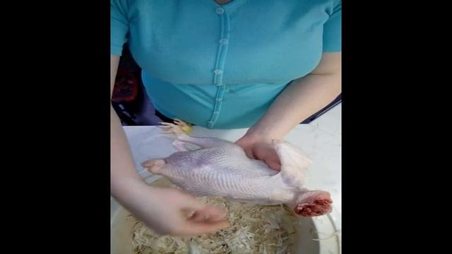 Забой петуха в 4.5 месяца и потрошение смотреть онлайн