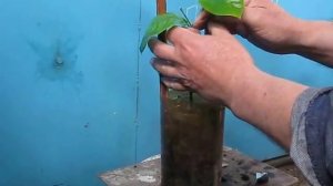 Грейпфрут Юбилейный или лимон Юбилейный?