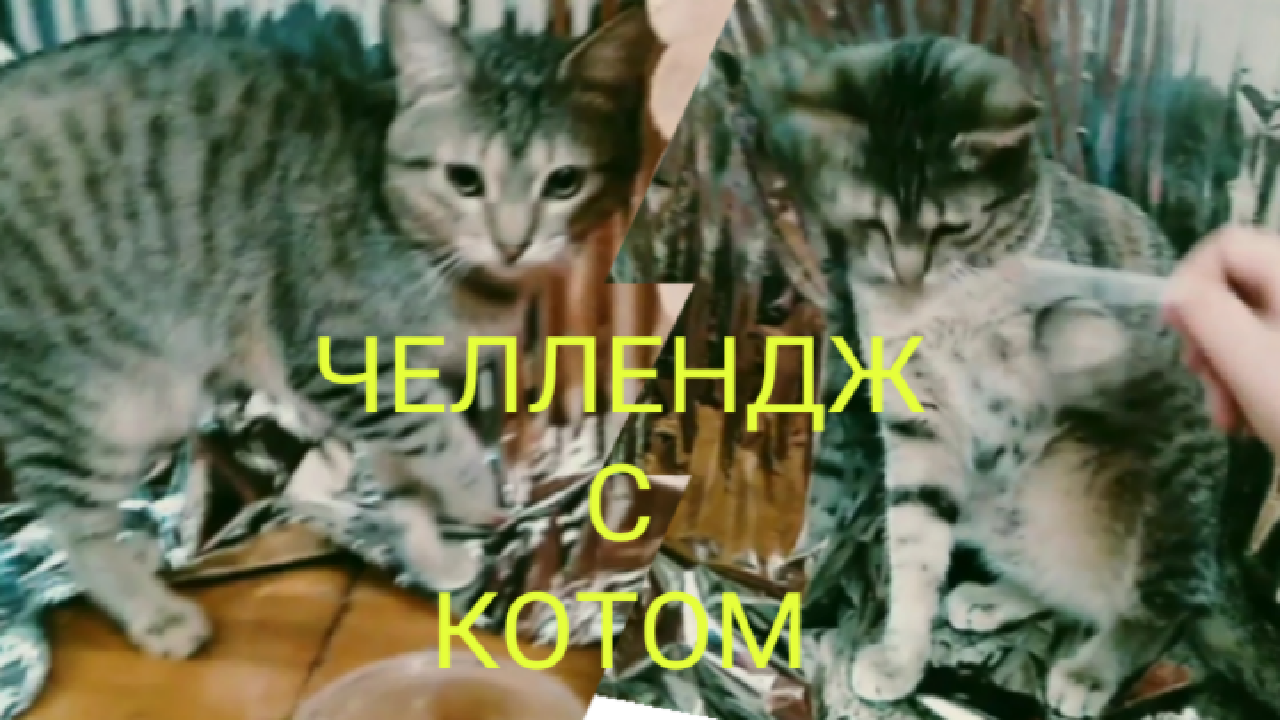 Челлендж с котом. Кот жулик. Кошка жулик. Трепать котят видео. Кот жулик видели видео.