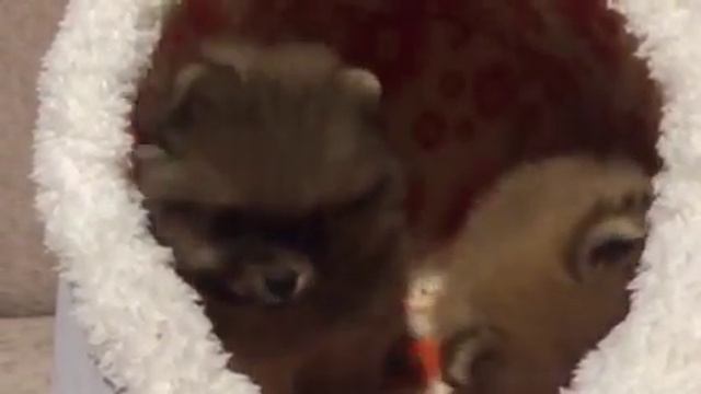 Померанский шпиц, щенки 2 мес смотреть онлайн