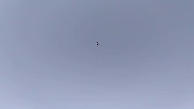 Бойные голуби Леушковское муроголовое молодое на посадке смотреть онлайн