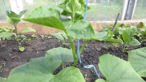 Новый способ подвязки огурцов и помидоров.