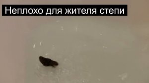 Умеет ли хомяк плавать?