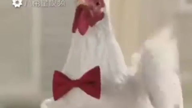 Курицы кукарику