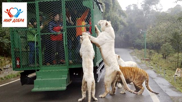 Хищники окружили грузовик с людьми, то что случилось дальше не укладывается в голове, невероятно смотреть онлайн