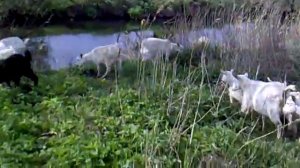 Каким должно быть вымя у козы