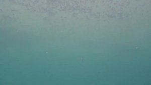 Воблеры Кренки Ёда и Дворф сравнение игры под водой Братья Щербаковы Crank Dworf & Yoda Strike Pro