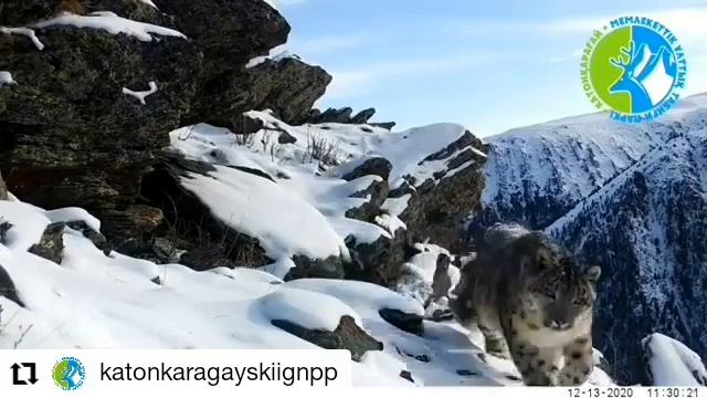 Снежный барс впервые попал на видео в Восточном Казахстане смотреть онлайн