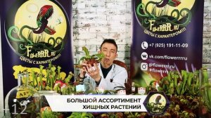 Как ухаживать за непентесом. Хищные растения