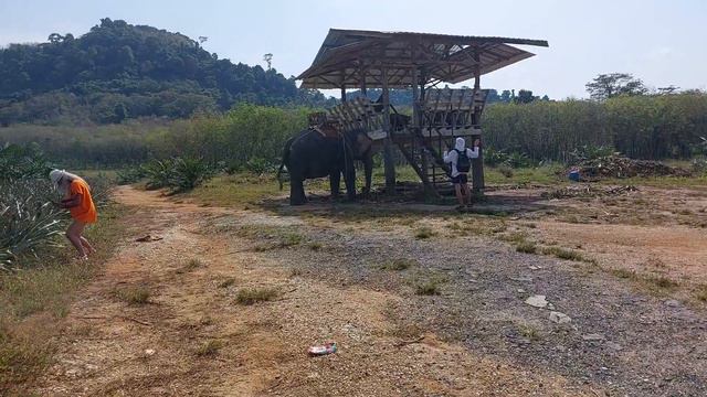 Слоны охраняют поле ананасов смотреть онлайн