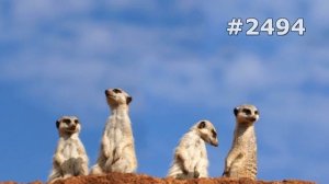 #2494. Сурикаты (В мире животных)