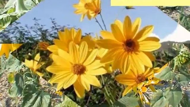 Семейство Сложноцветные.AVI