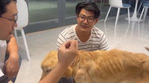 The poor golden retriever is sick all over, the doctor: he won't live long!