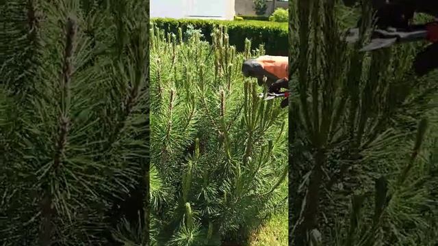 Сад, дача. Хвойные растения. Прищипка сосен. смотреть онлайн