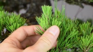 How to Create Better Pine Bonsai | Bonsai-U