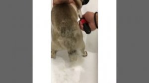 Вычесать мопса в домашних условиях за 15 минут