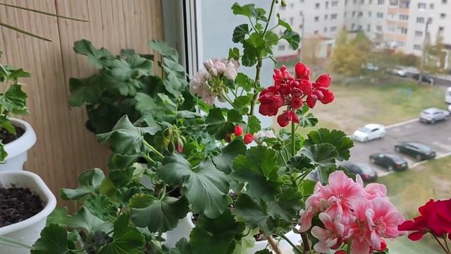 Герань цветёт в конце октября смотреть онлайн