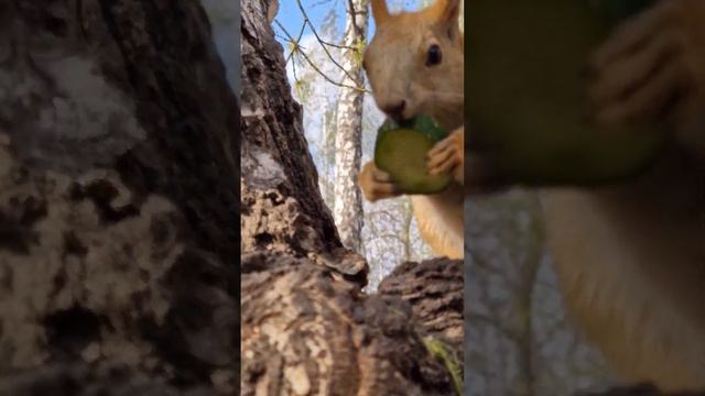 Белочка по имени Батутик. Её не часто встретишь. Обитает у самого краешка лесной зоны парка. смотреть онлайн