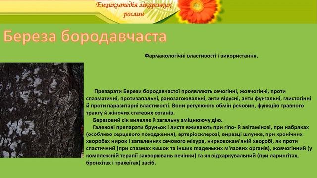 Береза бородавчата смотреть онлайн