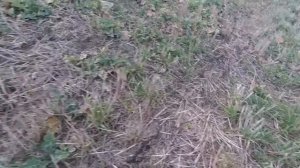 Выращивание озимого рапса. No-till  31.03.2018 г. Состояние озимого рапса после зимы