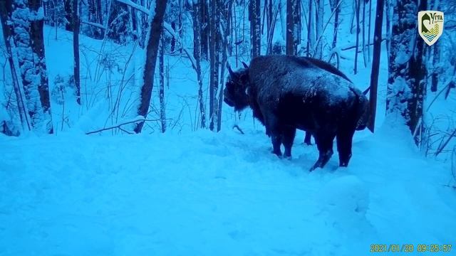 Утро в лесу. Национальный парк Угра.