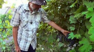 Почему бывает солнечный ожог винограда.Нужно ли обрывать листья над гроздьями винограда