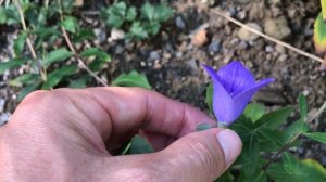 Platycodon grandiflorus, Ballonblume