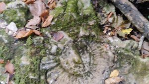 Абхазия. Здесь были динозавры? Как выжить в горах Абхазии. 06.09.2024