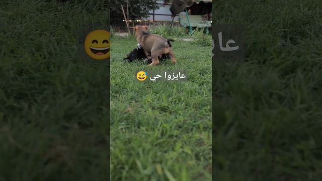 سيبويه انا عايزوا حي 😀😅 تابعونا 🙏