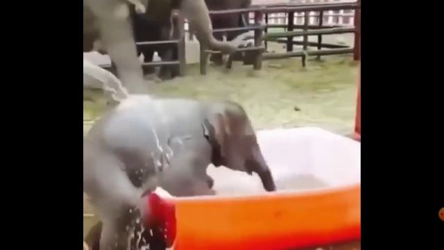 Милые маленькие животные! смотреть онлайн