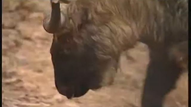 Такин мишми  - Budorcas taxicolor taxicolor  Бірманський такін - Mishmi takin