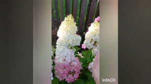 гортензия Геркулес и её саженцы