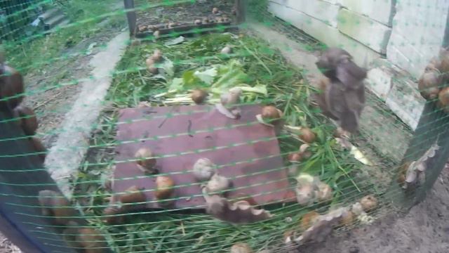 Улиточная ферма смотреть онлайн